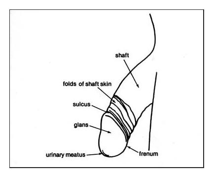 Foreskin, anatomy