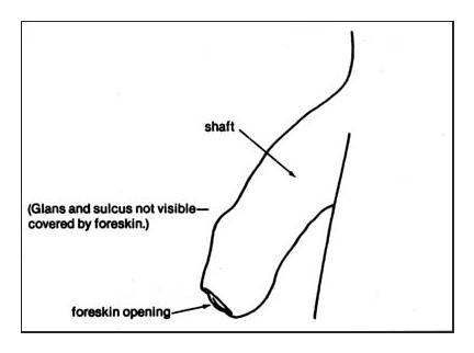 Functions of the Foreskin Circumcision Resource Center