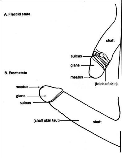 Functions of the Foreskin – Circumcision Resource Center