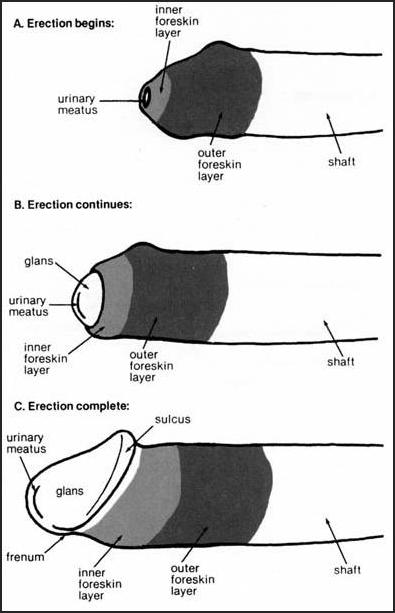 Functions of the Foreskin – Circumcision Resource Center